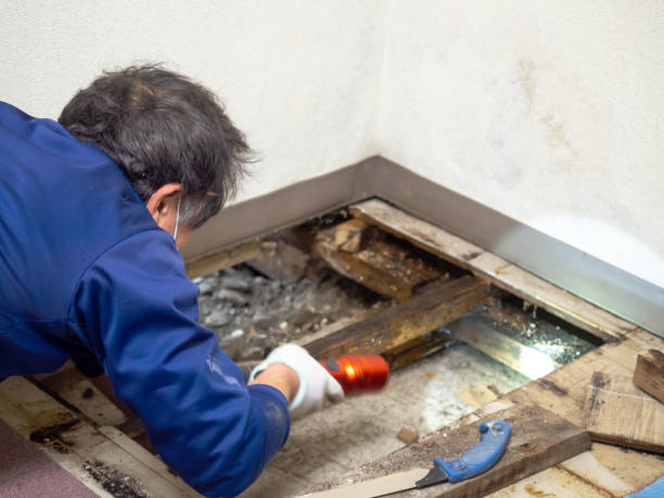Best Localized Mold Remediation (e.g., coastal areas, humid climates) in Sconsin Dells, WI