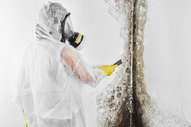 Best DIY Mold Remediation Support Services in Sconsin Dells, WI