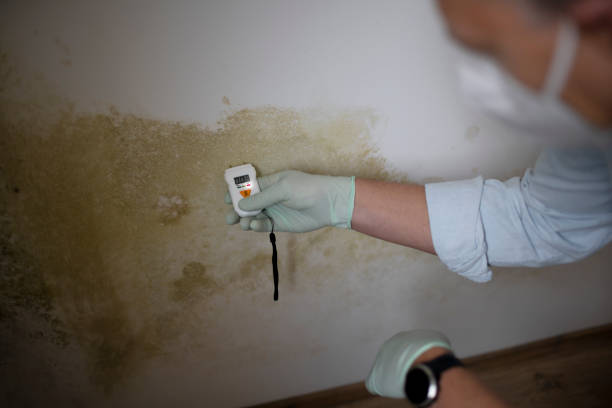 Best Post-Flood Mold Remediation in Sconsin Dells, WI