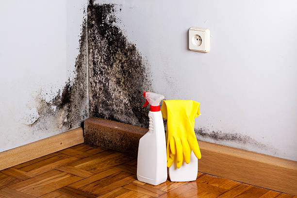 Best Emergency Mold Remediation in Sconsin Dells, WI
